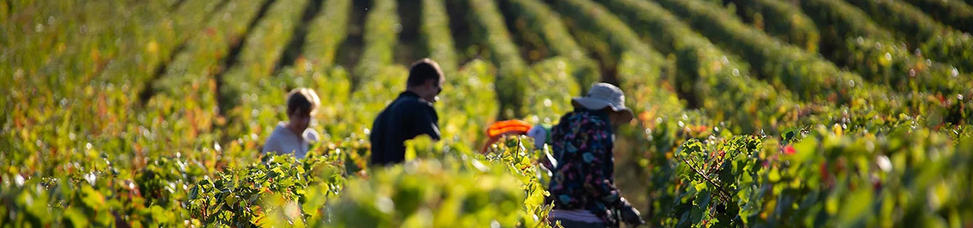 Domaine Bony Gachot – Maison Benoit Chapelle
