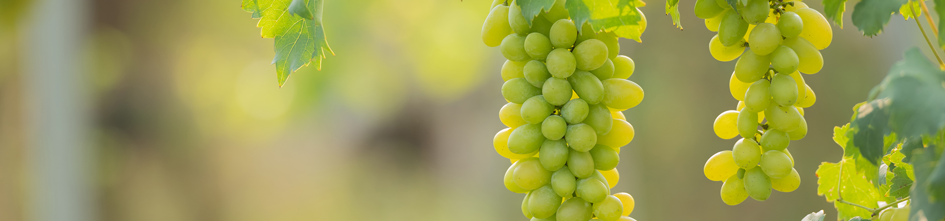 Domaine Michelot – Maison Benoit Chapelle